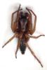 Clubiona corticalis
